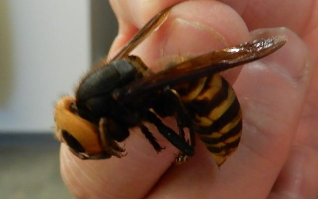Dead Giant Hornet Found In Washington State